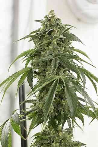 London Cheese 2.0 Autoflowering > LaMota Seeds