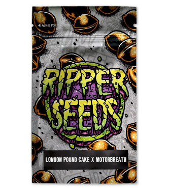 London Pound Cake x Motorbreath > Ripper Seeds