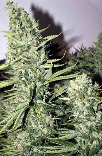 Longs Peak Blue > Rare Dankness Seeds | Reguläre Hanfsamen  |  Indica