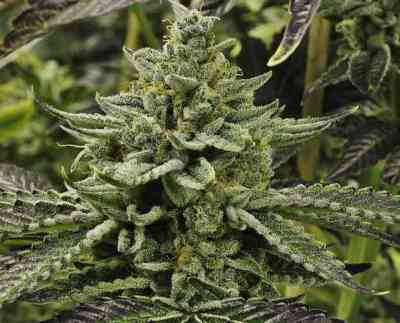 Longs Peak Blue > Rare Dankness Seeds | Reguläre Hanfsamen  |  Indica