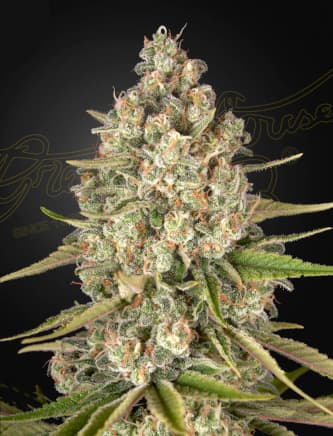 Lost Pearl > Green House Seed Company | Feminized Marijuana   |  Indica