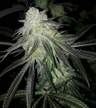 Lots of Zkittlez > The Plug Seedbank | Feminized Marijuana   |  hybrid