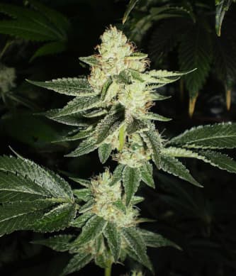 Louis XIII OG > The Cali Connection | Feminisierte Hanfsamen  |  Hybrid