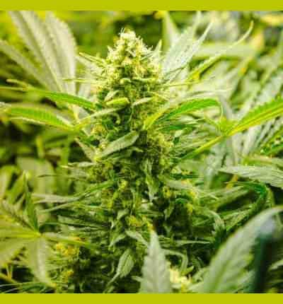 Auto Lowryder > Linda Seeds | Autoflowering Cannabis   |  Hybrid