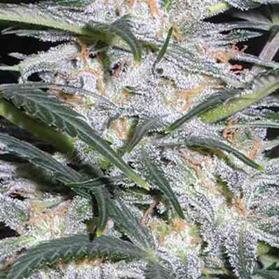 Lowryder > Vision Seeds | Autoflowering Cannabis   |  Indica