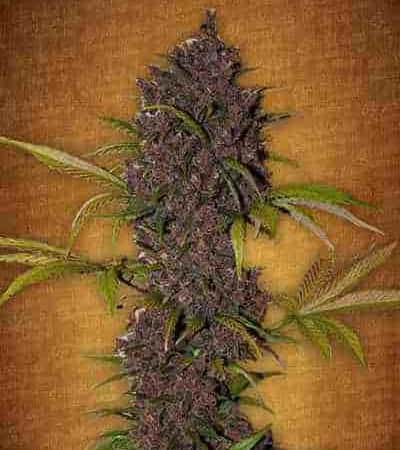 LSD-25 > Fast Buds Company | Graines auto  |  Indica