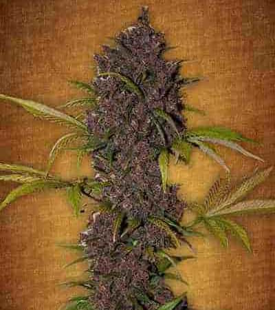 LSD-25 > Fast Buds Company | Graines Autofloraison  |  Indica