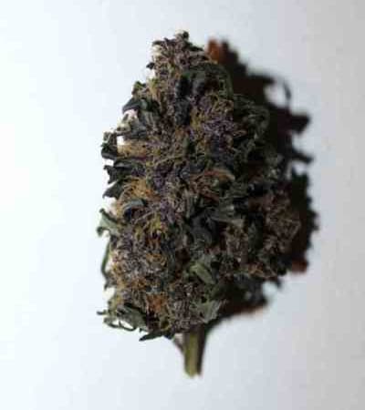 LSD-25 > Fast Buds Company | Autoflowering Cannabis   |  Indica