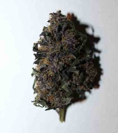 LSD-25 > Fast Buds Company | Graines Autofloraison  |  Indica