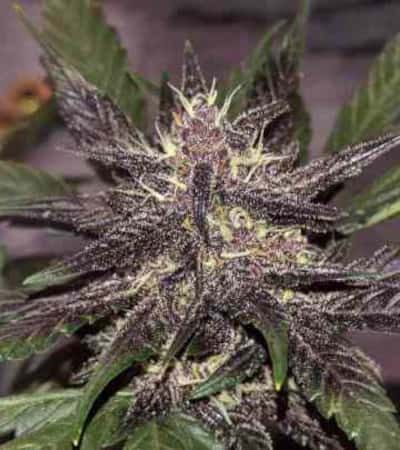 LSD-25 > Fast Buds Company | Graines Autofloraison  |  Indica