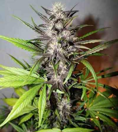 LSD-25 > Fast Buds Company | Autoflowering Cannabis   |  Indica