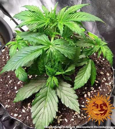 LSD Auto > Barneys Farm | Semillas de marihuana autoflorecientes  |  Índica