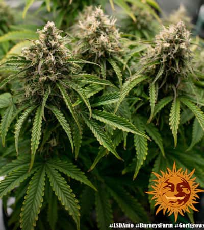 LSD Auto > Barneys Farm | Autoflowering Cannabis   |  Indica