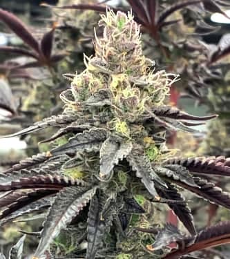 Luv Muffin > Rare Dankness Seeds | Feminisierte Hanfsamen  |  Hybrid