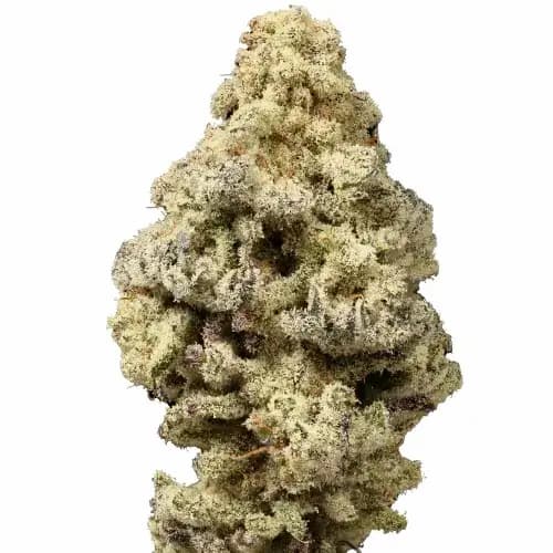 Mac N Cheese Seed > Growers Choice | Feminized Cannabis   |  Indica