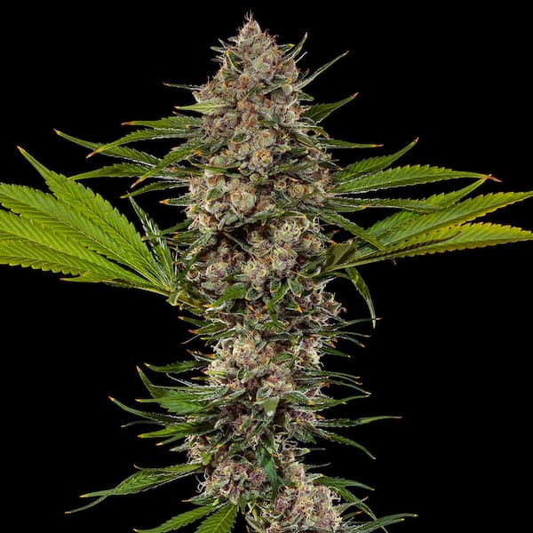 MAC 1 Seed > Barney’s Farm | Feminized Cannabis   |  Hybrid