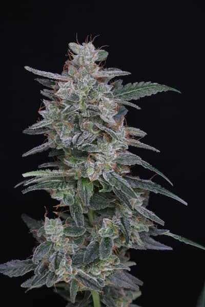 MAC² Auto Seed > Pure Instinto | Autoflowering Cannabis   |  Hybrid