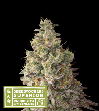 Mack and Crack Auto > Seed Stockers | Graines Autofloraison  |  Sativa