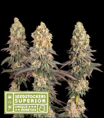 Mack and Crack > Seed Stockers | Semillas feminizadas  |  Sativa