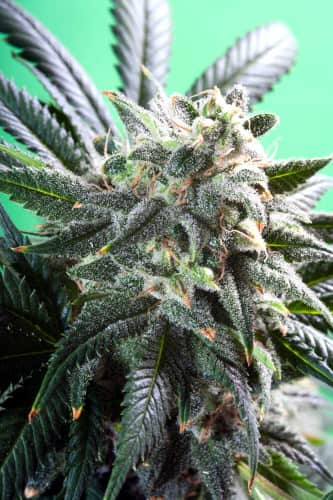 Magic Bud > Paradise Seeds | Feminized Marijuana   |  hybrid