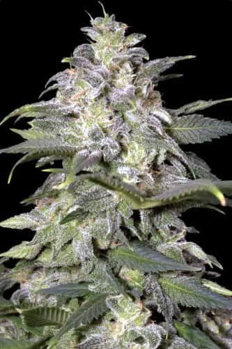 Magic Bud > Paradise Seeds | Feminisierte Hanfsamen  |  Hybrid