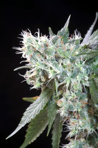 Magic Bud > Paradise Seeds | Feminisierte Hanfsamen  |  Hybrid