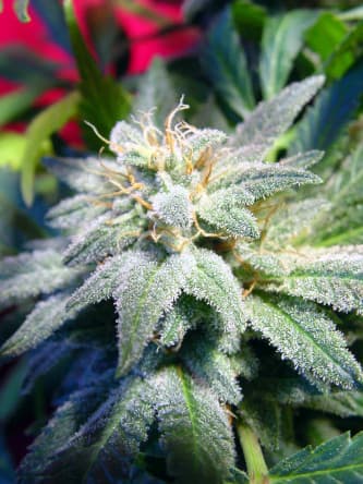 Magic Bud > Paradise Seeds | Feminized Marijuana   |  hybrid