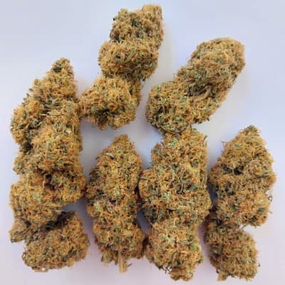 Magic Carrot Seed > Ace Seeds | Feminized Cannabis   |  Sativa