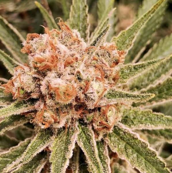 Magic Carrot Seed > Ace Seeds | Feminized Cannabis   |  Sativa