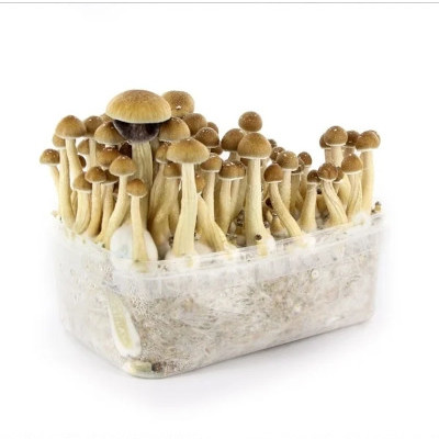 Magic Mushrooms Kit