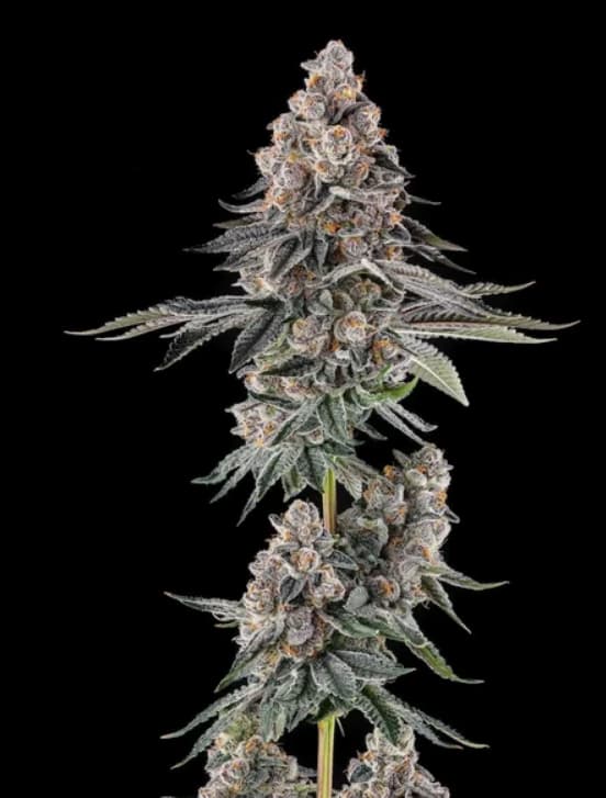 Mailbox Money Seed > Compound Genetics | Feminized Cannabis   |  Hybrid