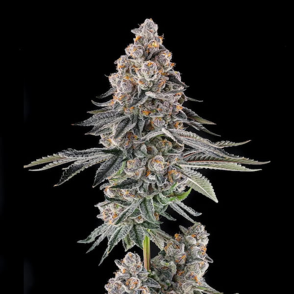 Mailbox Money Seed > Compound Genetics | Feminized Cannabis   |  Hybrid