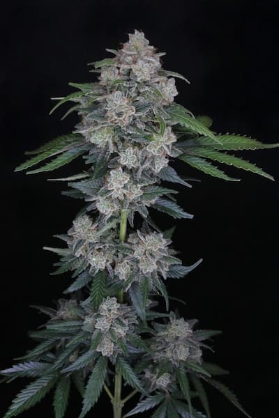 MAK OG Auto Seed > Pure Instinto | Autoflowering Cannabis   |  Hybrid