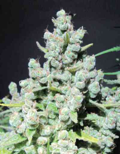 Malakoff > Medical Seeds Co. | Feminized Marijuana   |  Sativa