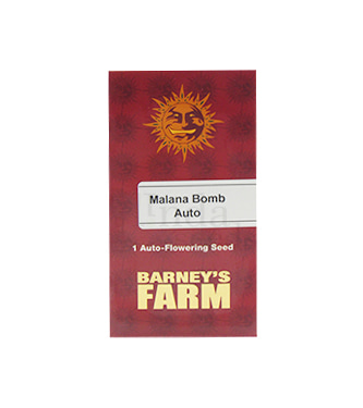 Malana Bomb > Barney\'s Farm | Autoflowering Hanfsamen  |  Indica
