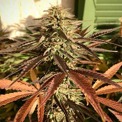 Malawi Gold > Anesia Seeds | Semillas feminizadas  |  Sativa