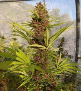 Malawi x PCK > ACE Seeds | Feminized Marijuana   |  hybrid