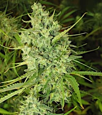 Malawi > ACE Seeds | NUESTRAS RECOMENDACIONES DE SEMILLAS DE MARIHUANA  |  TOP 10 semillas sativas