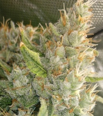 Malawi x Panama > ACE Seeds | Feminized Marijuana   |  Sativa