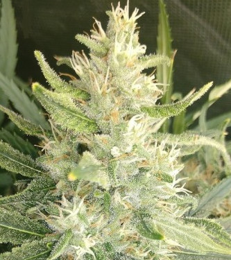 Malawi x Panama > ACE Seeds | Feminized Marijuana   |  Sativa