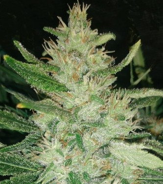 Malawi x Panama > ACE Seeds | Feminisierte Hanfsamen  |  Sativa