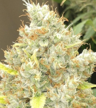 Malawi x Panama > ACE Seeds