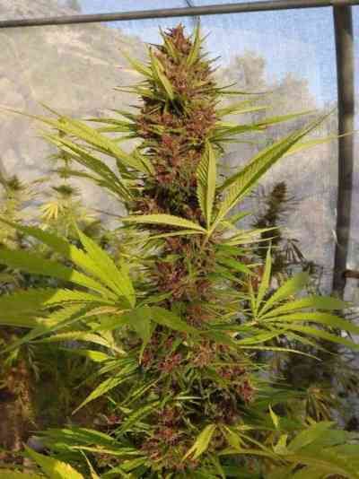 Malawi x PCK > ACE Seeds | Feminized Marijuana   |  hybrid