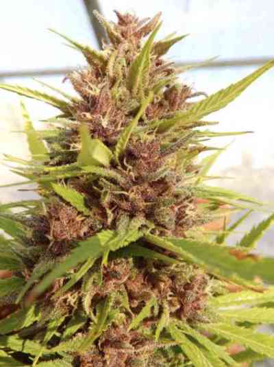 Malawi x PCK > ACE Seeds