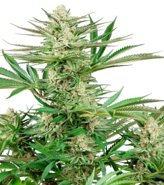 Malibu OG Gold > Sensi Seeds | Feminized Marijuana   |  Indica