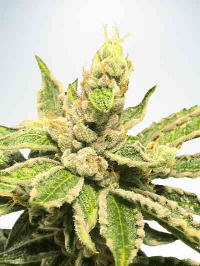 Mamacitas Cookies Seed > Ministry of Cannabis | Feminized Marijuana   |  Indica