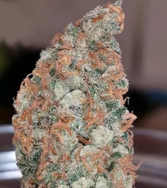 Mamba Negra > Blim Burn Seeds | Feminized Marijuana   |  Indica