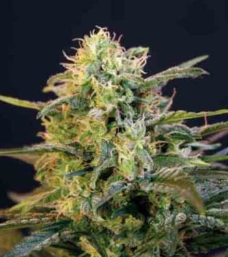 Mamba Negra > Blim Burn Seeds | Feminized Marijuana   |  Indica