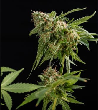 Mamba Negra > Blim Burn Seeds | Feminisierte Hanfsamen  |  Indica