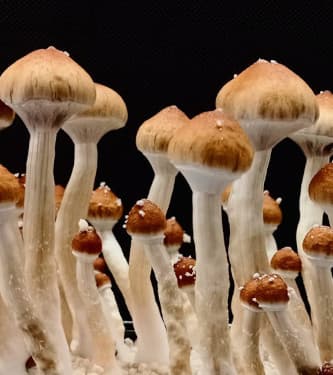 Mammoth > Magic Mushrooms | Magic Mushrooms / Psilocybin mushroom